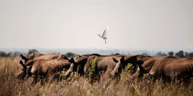 Afrique du Sud : l’ancien plus grand éleveur de rhinocéros au monde arrêté pour trafic de cornes