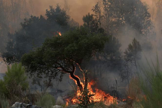 Un arbre brûle lors d’un incendie de forêt à Castelo Novo, près de Fundao, dans la région du centre, au Portugal, le 21 août 2025.