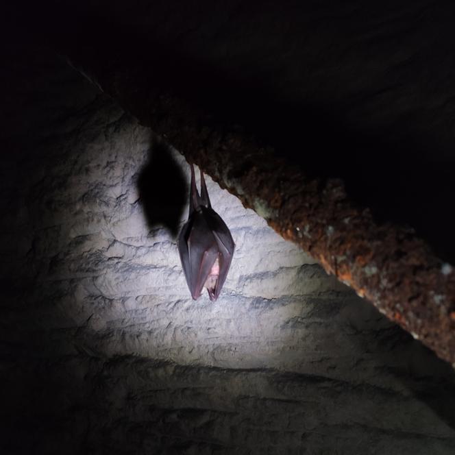 Un grand rhinolophe, une espèce menacée en Picardie, photographié en 2023.