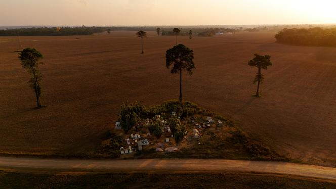 Un cimetière entouré de cultures de soja dans une zone déboisée d’Amazonie, à Belterra, dans l’Etat de Para (Brésil), le 8 octobre 2024. 