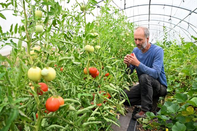 Le maraîcher Pierre Dorand a l’interdiction d’arroser ses plants de tomates avec l’eau du Loir, à Rives-du-Loir-en-Anjou (Maine-et-Loire), le 19 août 2025.