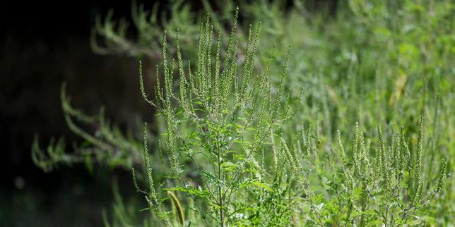 L’ambroisie, une plante invasive et très allergène, ennemi public numéro un dans les champs
