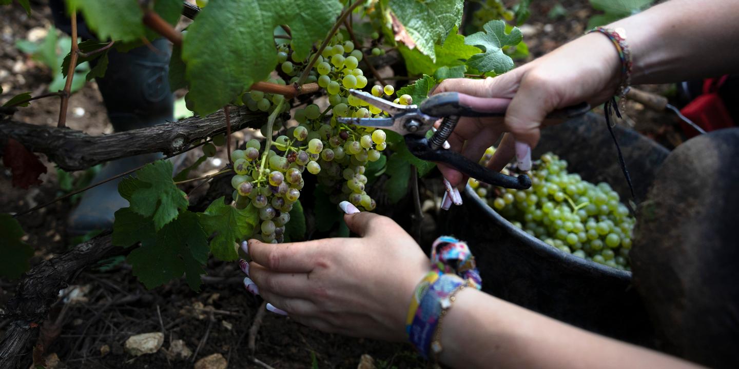 https://img.lemde.fr/2025/08/23/509/0/5074/2537/1440/720/60/0/1076e63_upload-1-8bef0xf9kstw-vendanges007.jpg
