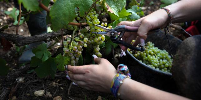 US tariffs cast a shadow over Champagne's harvest