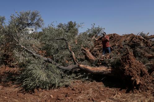 Kazem Al-Hajj Mouhammad, un agriculteur palestinien, auprès de ses oliviers déracinés après un raid militaire israélien dans le village d’Al-Moughayyir, en Cisjordanie, le 24 août 2025.