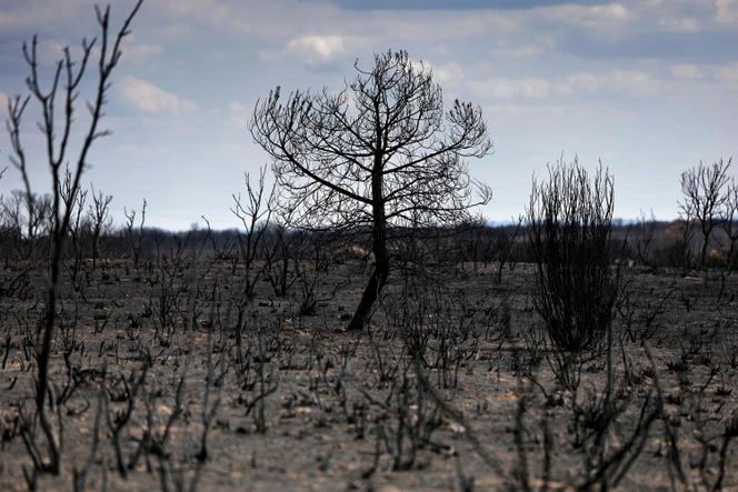 Des arbres détruits par les flammes à Cubo de Benavente, dans le nord-ouest de l’Espagne, le 21 août 2025.