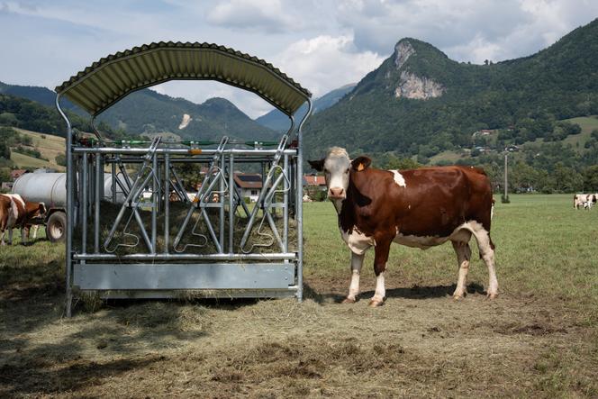 Une vache se nourrit à un râtelier, à Faverges-Seythenex (Haute-Savoie), le 23 août 2025.