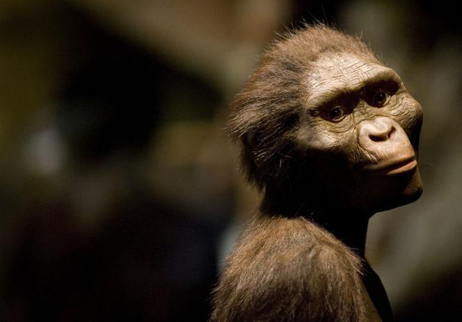 Les restes fossilisés vieux de 3,2 millions d’années de Lucy, l’exemple le plus complet de l’hominidé Australopithecus afarensis, exposés au Musée des sciences naturelles de Houston, le 28 août 2007 à Houston, au Texas.