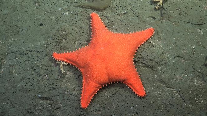 Le ROV SuBastian a mis en lumière d’étonnants spécimens de l’Atlantique Sud, comme une étoile de mer rebaptisée « Patrick l’étoile » par les internautes.