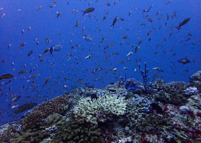 Les fonds marins aux Maldives, le 26 septembre 2024. 