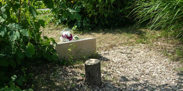 Abattage de l’arbre planté en souvenir d’Ilan Halimi : deux frères placés en détention provisoire