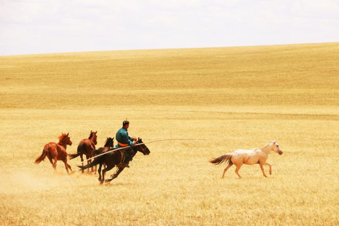Eleveur attrapant l’un de ses chevaux en Mongolie-Intérieure, en Chine, en juillet 2019.