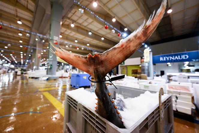 Un thon au marché de Rungis, le 6 décembre 2022.