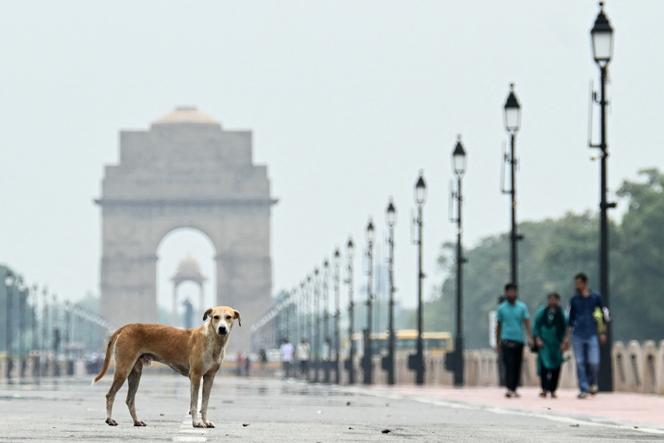 Un chien errant, à New Delhi, le 12 août 2025.
