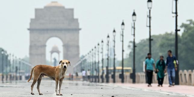En Inde, le débat passionné autour des chiens errants