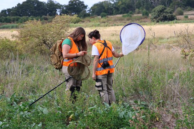 Diane Clere et Charlotte Gironde dans la plaine de Pierrelaye-Bessancourt (Val-d’Oise), le 28 août 2025.