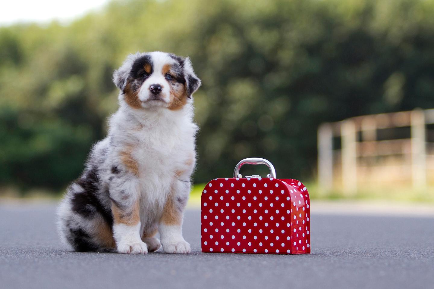 Les grands-parents d’animaux de compagnie : « Comme mon chien est le plus mignon, c’est le préféré de mes parents et ça crée des crispations avec mon frère qui a un bouledogue qui ronfle »
