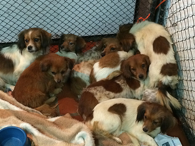 Les chiens retrouvés au domicile de l’octogénaire décédé.