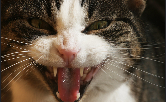 Chat domestique montrant les crocs.