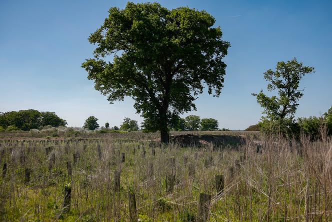 Jeunes pousses d’arbre alignées dans un champs où plusieurs centaines de milliers d’arbres sont plantés pour reboiser, Mery-sur-Oise (Val-d’Oise), le 29 avril 2025. 