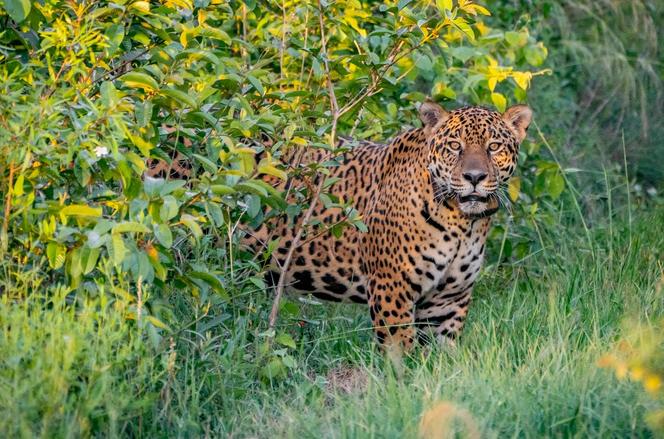 Le jaguar Jatobazinho, sur une photo prise par la fondation Rewilding Argentina après sa remise en liberté, dans le parc national d’Ibera (Argentine), le 31 décembre 2021.