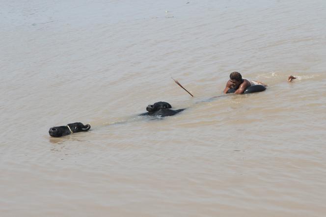 Un homme guide ses buffles dans une zone inondée, à la périphérie de Multan, dans la province du Pendjab (Pakistan), le 4 septembre 2025. 