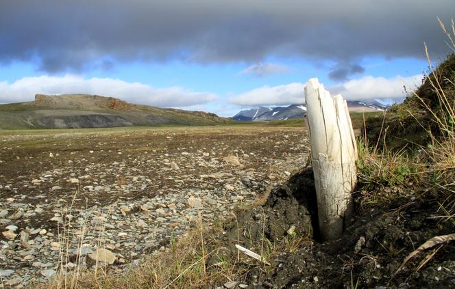 Une défense de mammouth laineux émergeant du pergélisol au centre de l’île Wrangel, située au nord-est de la Sibérie (Russie), le 17 février 2021 .