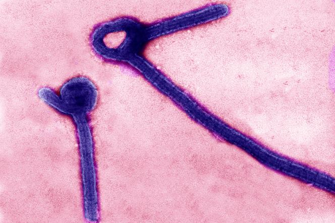 Une micrographie électronique à transmission montre des particules du virus Ebola.