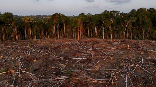Une zone déboisée pour l’expansion de la culture du soja à Santarem, dans l’Etat du Pará (Brésil), le 6 octobre 2024. 