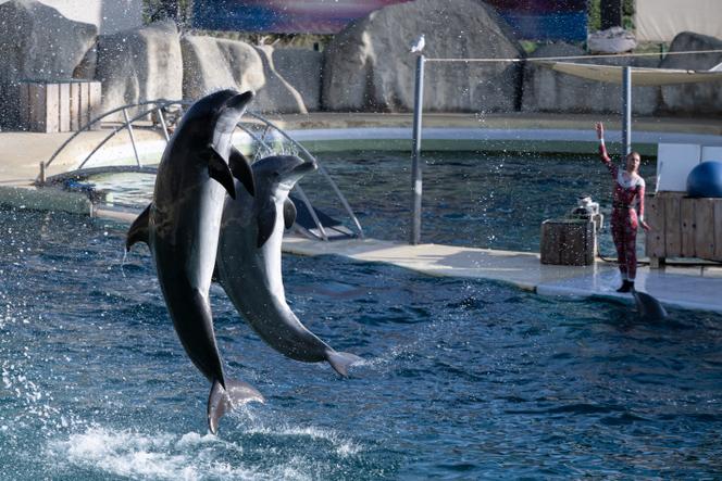 Des grands dauphins se produisent au parc marin Marineland à Antibes, le 2 janvier 2025.