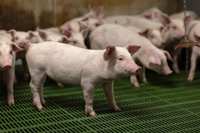 Des porcs dans le nord-ouest de la France, le 21 mai 2025.