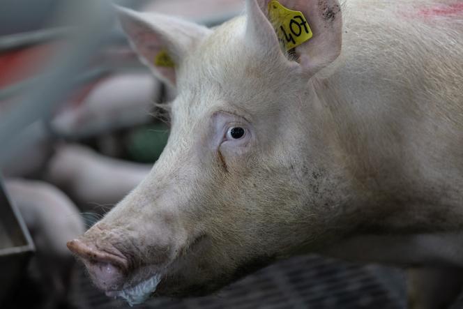 Un cochon à la ferme Le Lann, à Cléden-Poher, dans le Finistère, le 21 mai 2025.