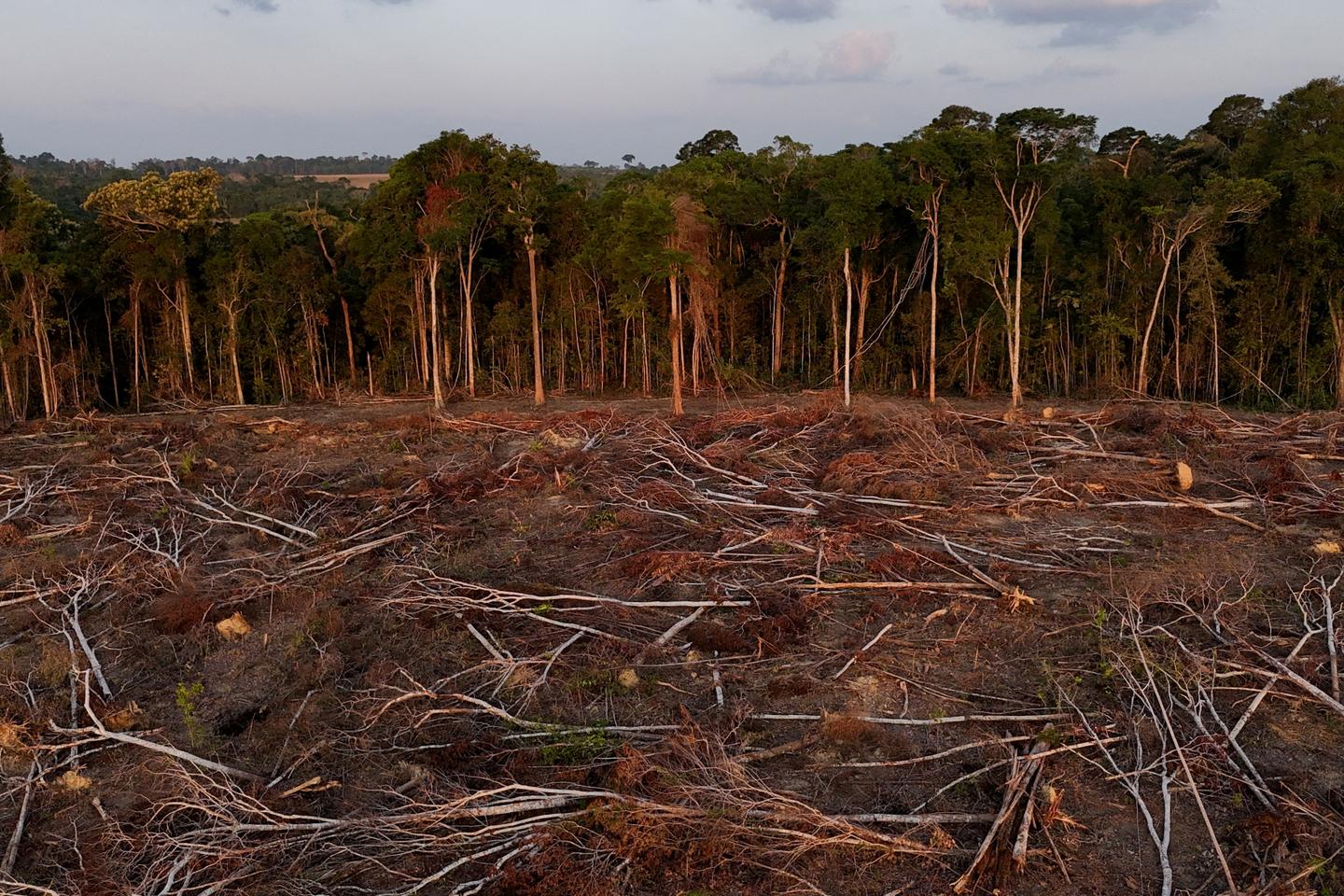 Déforestation : la consommation de la France engendre la destruction de près de 137 000 hectares de forêt à l’étranger chaque année