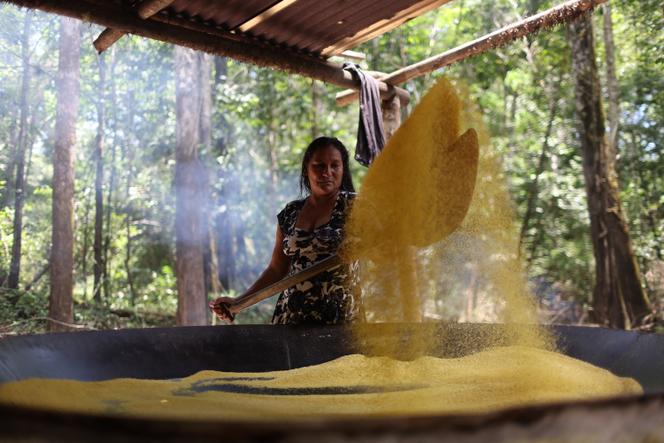 Tabita dos Santos Moraes prépare de la farine de manioc à Tefe (Brésil), le 21 octobre 2025.