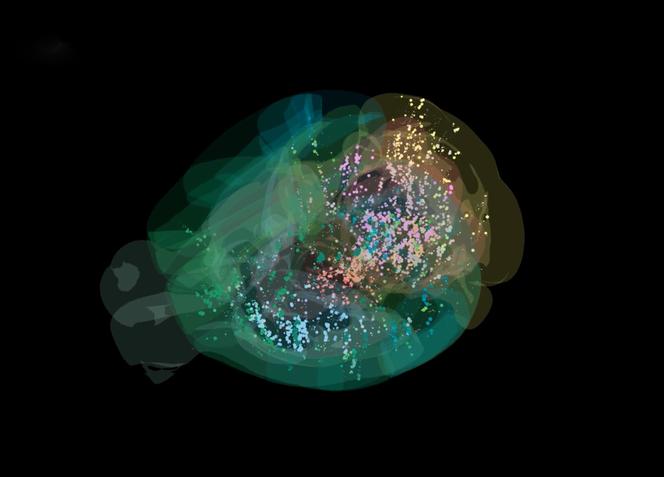 Plus de 620 000 neurones ont été activés dans le cerveau d’une souris pendant une tâche de prise de décision.