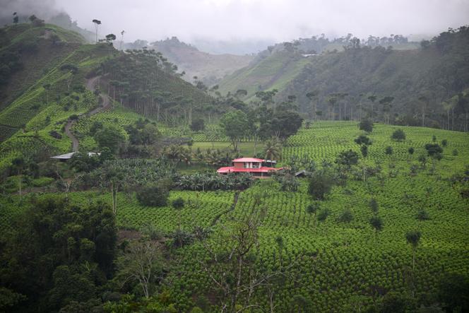 Des champs de coca dans le canyon de Micay, dans la région montagneuse du département du Cauca (Colombie), le 25 mars 2024.