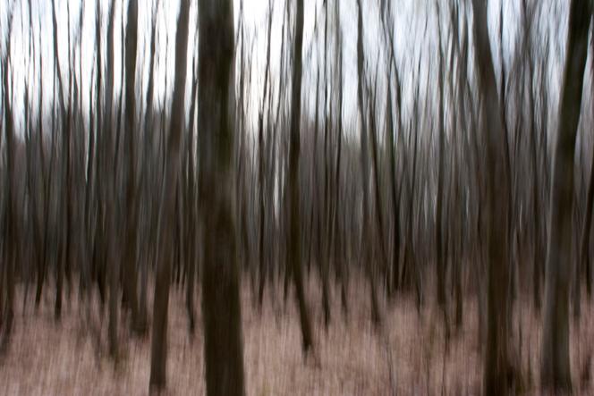 Dans la forêt des Vosges.