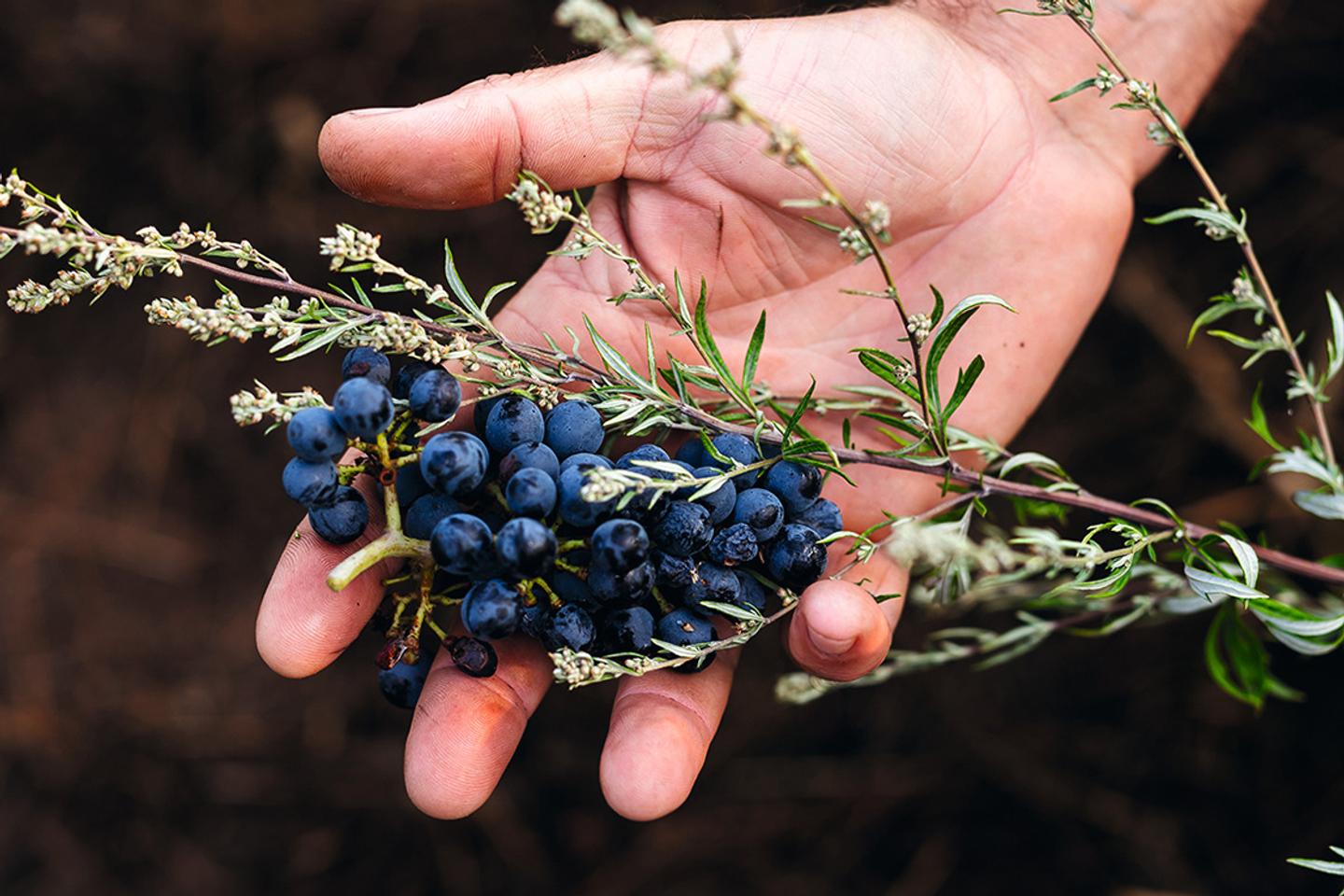 Des vignes en toute sobriété : « Je souhaitais montrer que le raisin peut avoir d’autres vocations que la fermentation alcoolique »