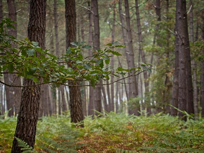 La forêt domaniale de Moulière, à La Chapelle-Moulière (Vienne), le 13 octobre 2023.