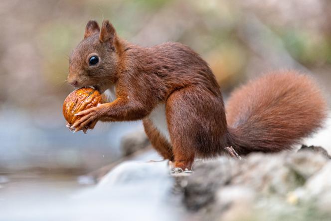 Ecureuil roux (« Sciurus vulgaris ») en Moselle, le 15 août 2019.