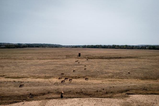 Des vaches dans un champ desséché par la chaleur, près de Pierrefitte-sur-Loire (Auvergne-Rhône-Alpes), le 15 août 2025.