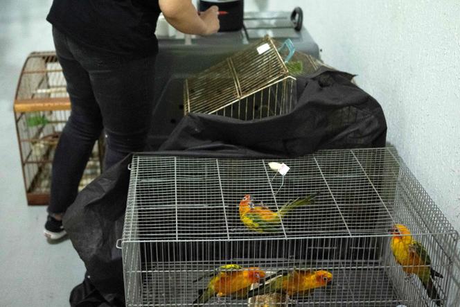 Des oiseaux dans une cage avant un contrôle effectué par des vétérinaires brésiliens et des experts de la police scientifique à Rio de Janeiro, le 16 septembre 2025. 