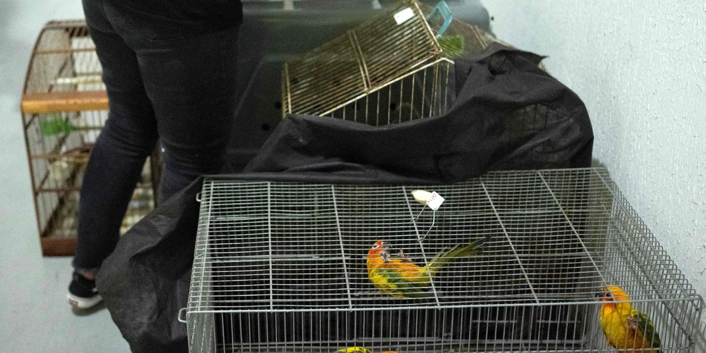 Brésil : opération policière d'ampleur contre le trafic d'espèces sauvages,  environ 700 animaux sauvés