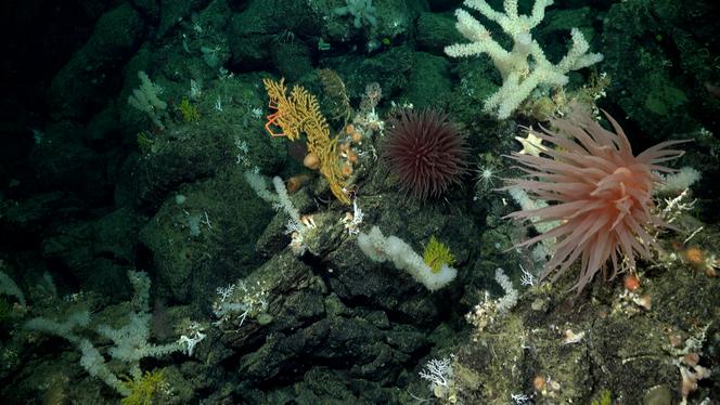 Faune et flore sous-marines dans l’archipel des Galapagos, en Equateur, le 26 octobre 2023.