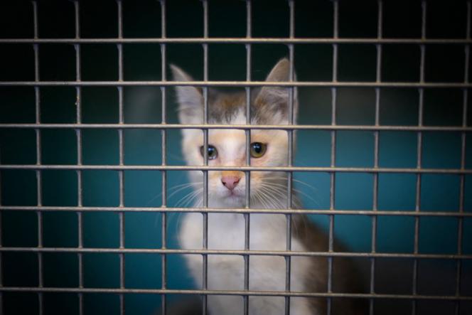Un chat abandonné au refuge animalier d’une SPA (société protectrice des animaux) à Gennevilliers, le 13 août 2019.