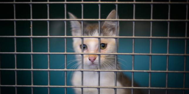 Abandons de chats et de chiens : les associations d’accueil débordées
