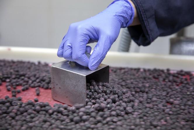 Dans une usine de congélation de baies à Haparanda, en Suède, le 28 août 2016.