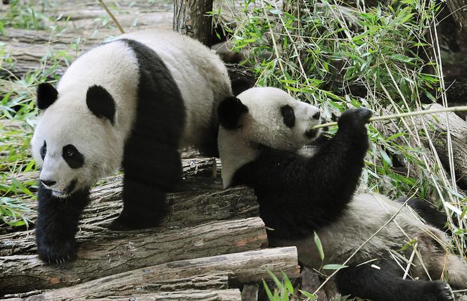 Huan Huan et Yuan Zi au zoo de Beauval, le 17 janvier 2012.