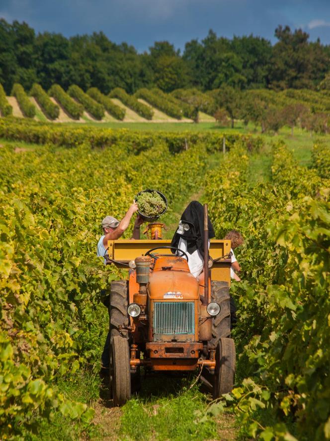 Vendanges dans les vignobles des Fins Bois. Les Fins Bois constituent le cru le plus étendu de la région de Cognac (40 % du vignoble total de la région).