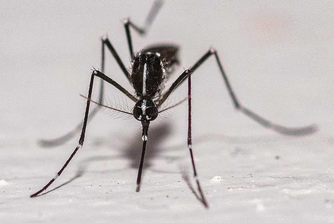 Un moustique-tigre asiatique (« Aedes albopictus »), le 18 août 2025. 